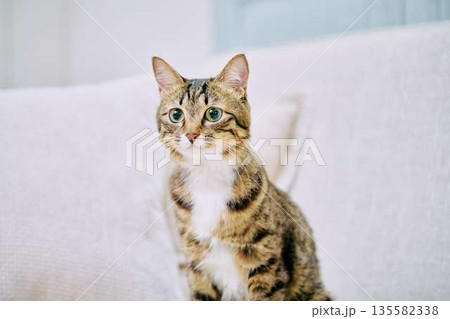 ナチュラルなインテリアと猫のいる暮らし 135582338