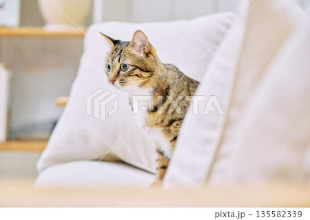 ナチュラルなインテリアと猫のいる暮らし ナチュラルなインテリアと猫のいる暮らし 135582339