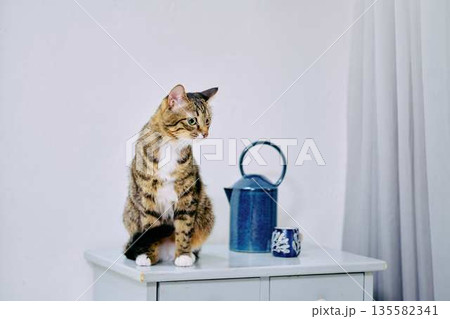 ナチュラルなインテリアと猫のいる暮らし 135582341