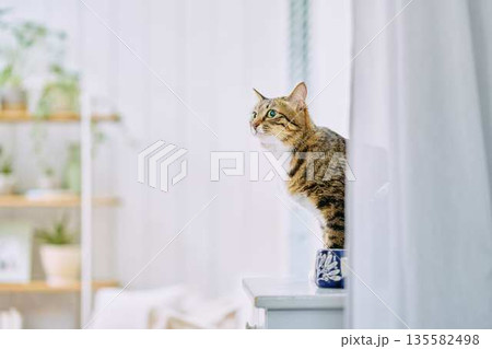 明るいリビングでくつろぐペットの猫 135582498