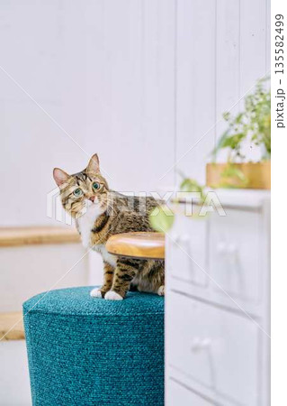 明るいリビングでくつろぐペットの猫 135582499