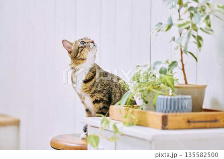 明るいリビングでくつろぐペットの猫 135582500