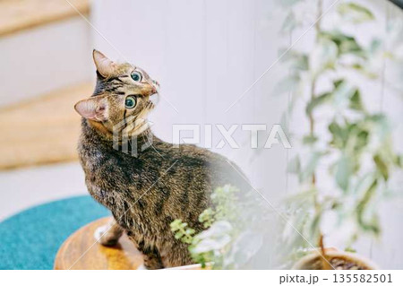 明るいリビングでくつろぐペットの猫 明るいリビングでくつろぐペットの猫 135582501