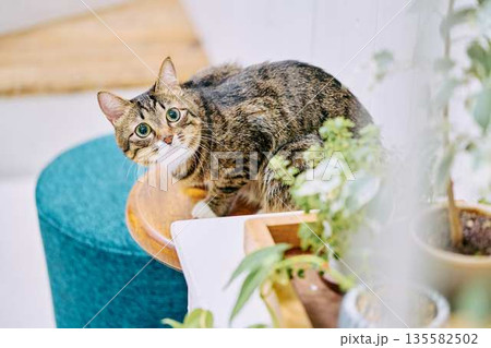 明るいリビングでくつろぐペットの猫 135582502