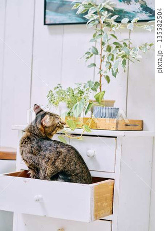 明るいリビングでくつろぐペットの猫 明るいリビングでくつろぐペットの猫 135582504