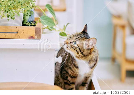 明るいリビングでくつろぐペットの猫 135582505