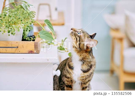 明るいリビングでくつろぐペットの猫 135582506