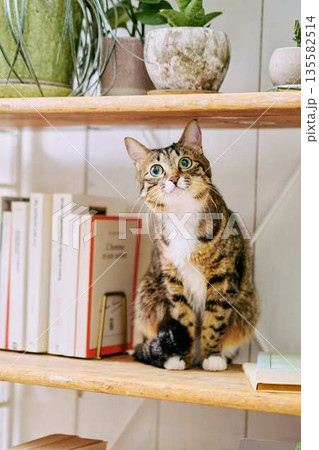 明るいリビングでくつろぐペットの猫 明るいリビングでくつろぐペットの猫 135582514