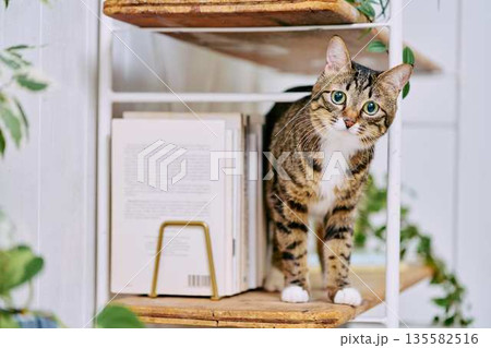 明るいリビングでくつろぐペットの猫 明るいリビングでくつろぐペットの猫 135582516