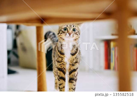 明るいリビングでくつろぐペットの猫 135582518