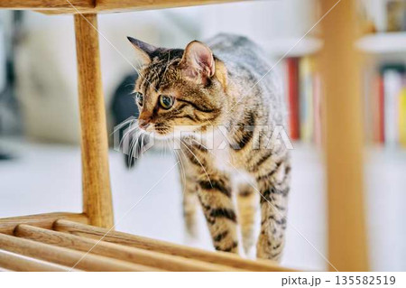 明るいリビングでくつろぐペットの猫 135582519