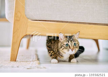 明るいリビングでくつろぐペットの猫 明るいリビングでくつろぐペットの猫 135582521