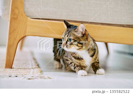 明るいリビングでくつろぐペットの猫 135582522