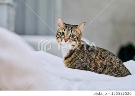ナチュラルなインテリアと猫のいる暮らし 135582526