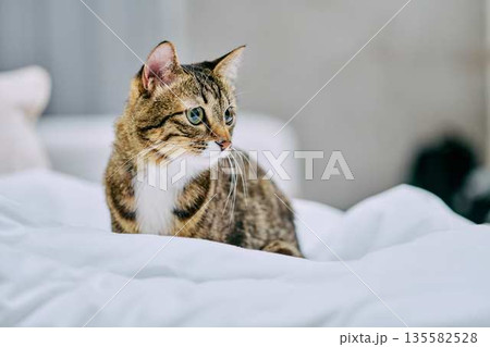 ナチュラルなインテリアと猫のいる暮らし 135582528