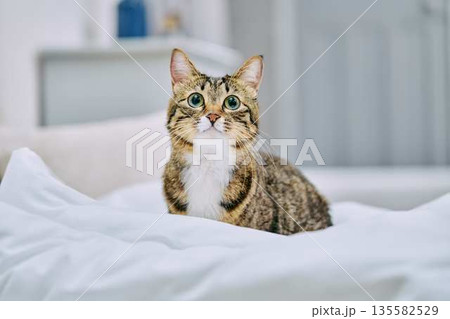ナチュラルなインテリアと猫のいる暮らし 135582529