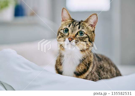 ナチュラルなインテリアと猫のいる暮らし ナチュラルなインテリアと猫のいる暮らし 135582531