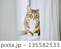ナチュラルなインテリアと猫のいる暮らし 135582533