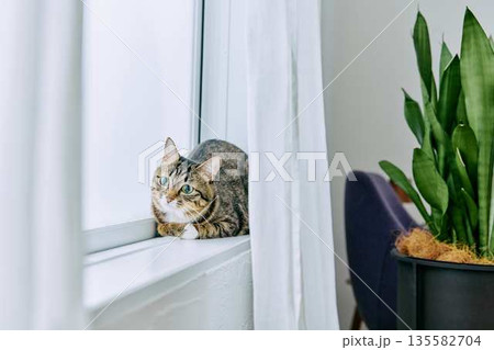 ナチュラルなインテリアと猫のいる暮らし ナチュラルなインテリアと猫のいる暮らし 135582704