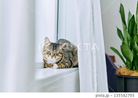 ナチュラルなインテリアと猫のいる暮らし 135582705