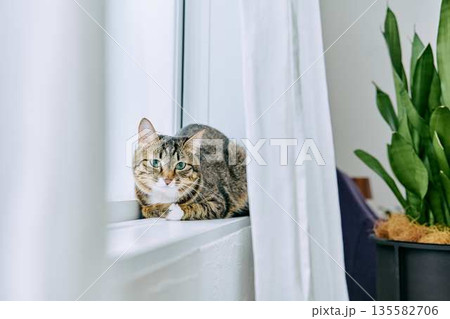 ナチュラルなインテリアと猫のいる暮らし 135582706