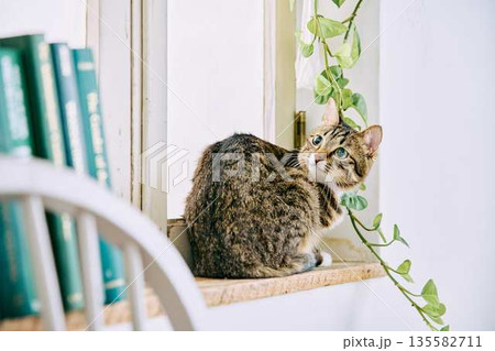 ナチュラルなインテリアと猫のいる暮らし 135582711