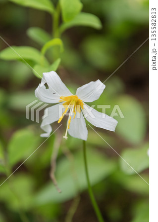 Lily flower in nature. Summer nature. Flowering Erythronium white color. Flower of lily plant. Floral nature. Erythronium montanum blossom. Avalanche lily garden flower with fragile petals Lily flower in nature. Summer nature. Flowering Erythronium white color. Flower of lily plant. Floral nature. Erythronium montanum blossom. Avalanche lily garden flower with fragile petals 135582813