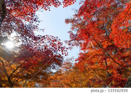 静岡県伊豆市 修善寺自然公園もみじ林の紅葉 静岡県伊豆市 修善寺自然公園もみじ林の紅葉 135582930