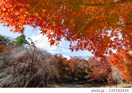 静岡県伊豆市　修善寺自然公園もみじ林の紅葉 135582934
