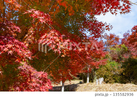 静岡県伊豆市 修善寺自然公園もみじ林の紅葉 静岡県伊豆市 修善寺自然公園もみじ林の紅葉 135582936