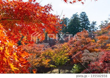 静岡県伊豆市　修善寺自然公園もみじ林の紅葉 135582938