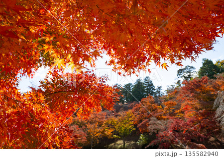 静岡県伊豆市 修善寺自然公園もみじ林の紅葉 静岡県伊豆市 修善寺自然公園もみじ林の紅葉 135582940