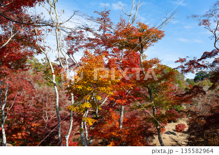 静岡県伊豆市　修善寺自然公園もみじ林の紅葉 135582964