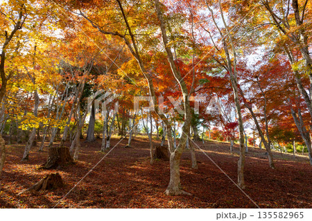 静岡県伊豆市 修善寺自然公園もみじ林の紅葉 静岡県伊豆市 修善寺自然公園もみじ林の紅葉 135582965