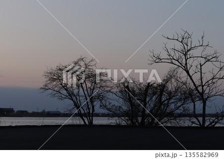 早春の夕暮れの東郷池の樹木と対岸のはわい温泉街 135582969