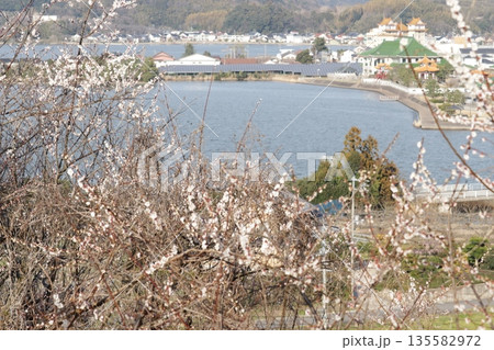 高台の梅林から見下ろす東郷池と中国庭園燕趙園 高台の梅林から見下ろす東郷池と中国庭園燕趙園 135582972