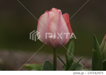 夕暮れの花壇の鮮やかなチューリップのボカシ撮り 135582973