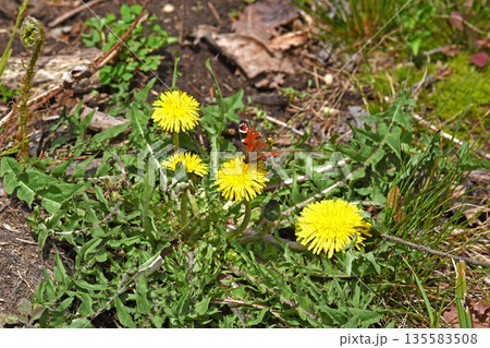 春の光を反射するタンポポにクジャクチョウが訪れている 春の光を反射するタンポポにクジャクチョウが訪れている 135583508