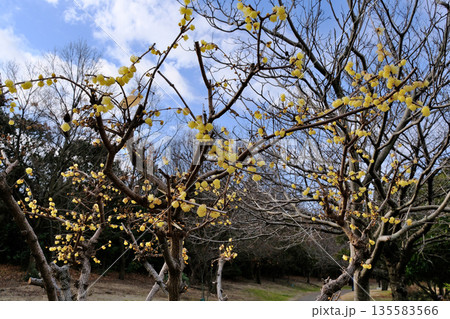 市民公園の老梅 135583566