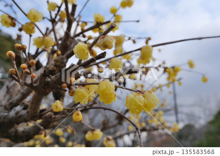 市民公園の老梅 市民公園の老梅 135583568