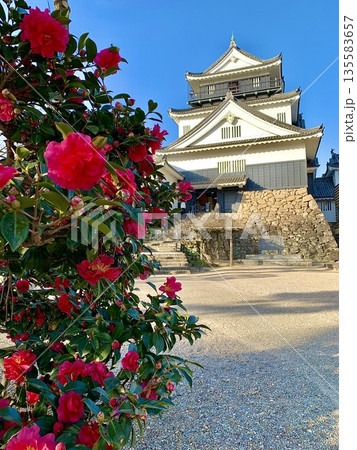 赤い山茶花越しに見上げる青空の岡崎城天守閣〈岡崎城公園/愛知県岡崎市〉 135583657