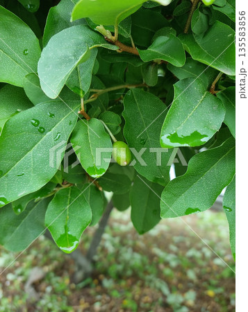 This is a close up of a barley tree. This is a close up of a barley tree. 135583856