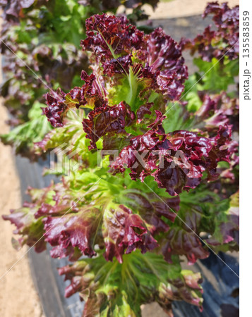 This is a field planted with red lettuce. 135583859