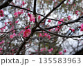 市民公園の梅の花 135583963