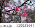 市民公園の梅の花 135583964