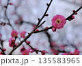 市民公園の梅の花 135583965