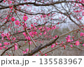 市民公園の梅の花 135583967