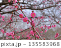 市民公園の梅の花 135583968
