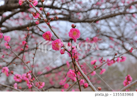 市民公園の梅の花 市民公園の梅の花 135583968