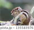 餌を食べるシマリス 135583976